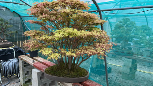 *Acer Palmatum (£5,000)