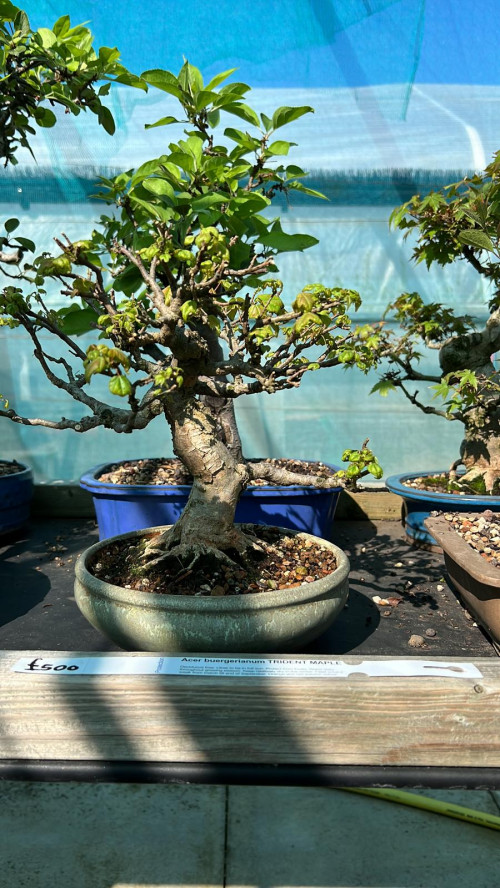 Acer buergerianium TRIDENT MAPLE £500