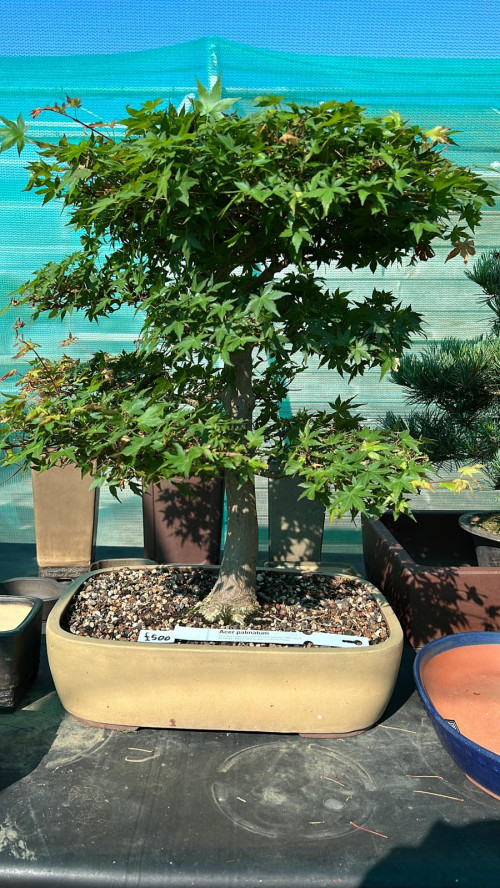 Acer Palmatum £500