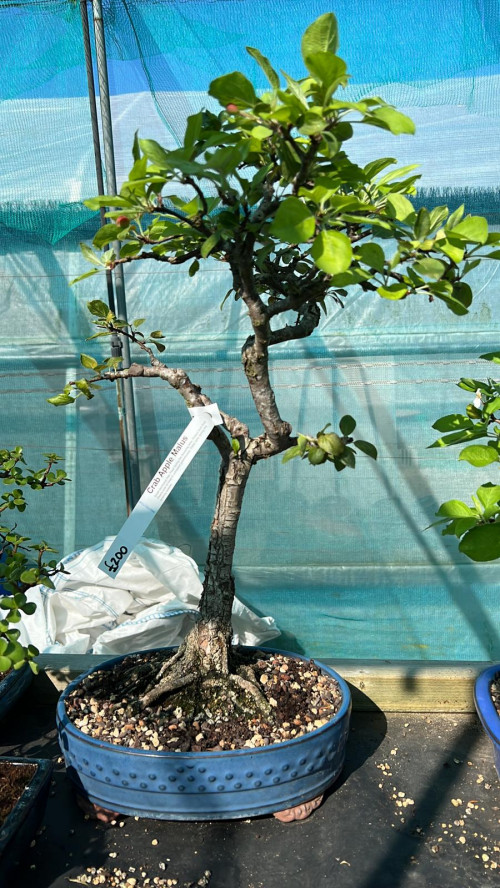 Crab Apple Malus (1) £200