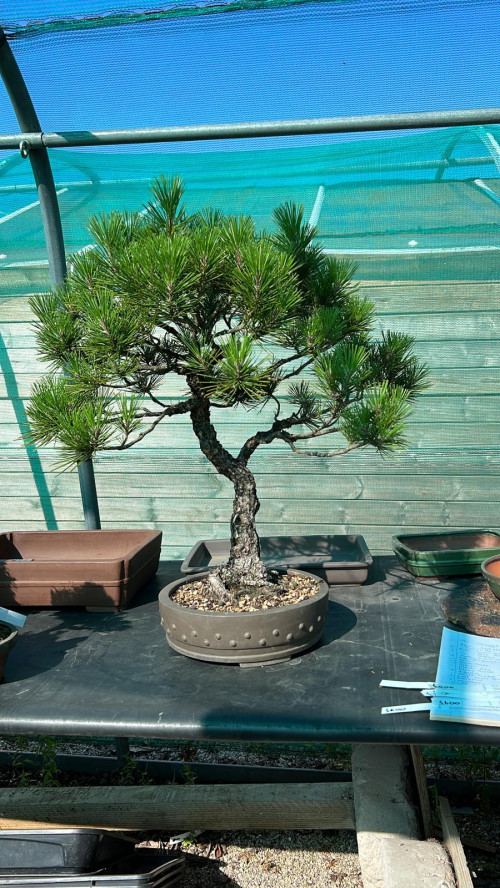 Japanese Black Pine £600