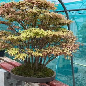 *Acer Palmatum (£5,000)