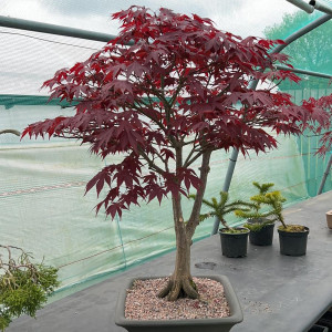 North of England Bonsai - Product Portfolio