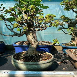 Acer buergerianium TRIDENT MAPLE £500