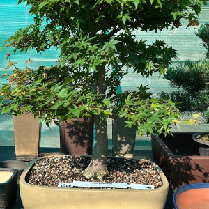 Acer Palmatum £500