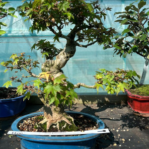 Acer Palmatum £600