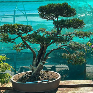 English Yew 'Taxus baccata' £2,000