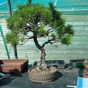 Japanese Black Pine £600