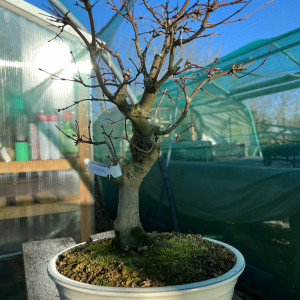 Acer Palmatum KATSURA (1) - £450.00