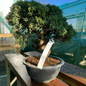 Juniper Chimensis (1) - £300.00